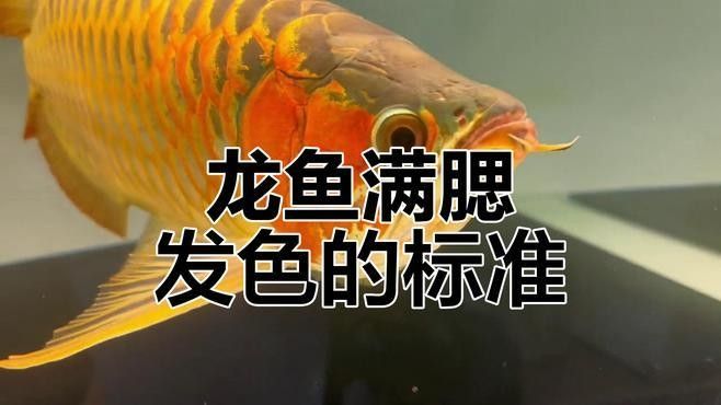 呈千祥龍魚發色案例（呈千祥龍魚發色案例分析與養護建議）