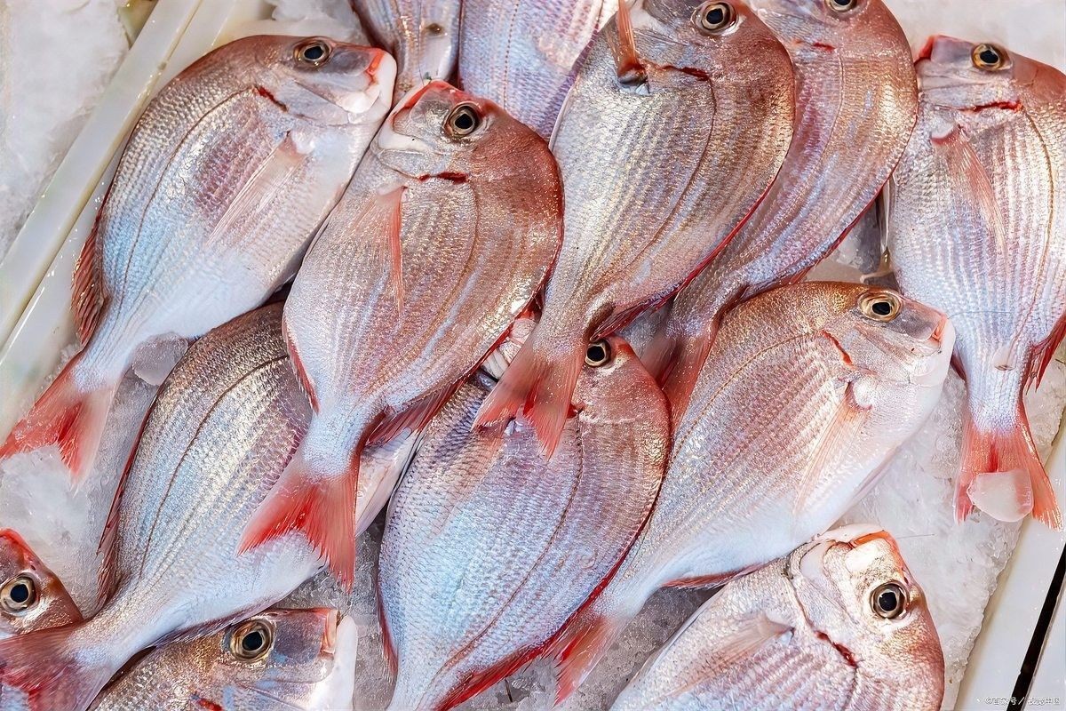 如何處理小龍魚以去除腥味（小龍魚腥味怎么去除） 如何處理小龍魚以去除腥味（小龍魚腥味怎么去除） 龍魚百科 第4張