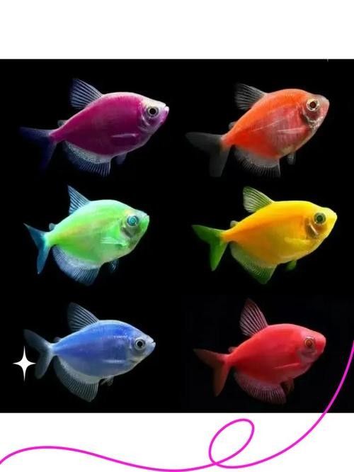 推薦一些適合混養的高端魚種（適合混養的高端魚種推薦）