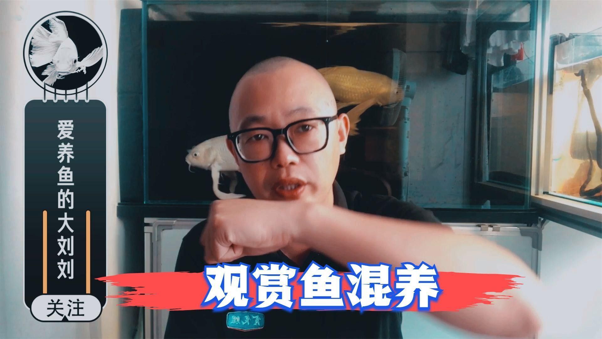 推薦一些適合混養的高端魚種（適合混養的高端魚種推薦）