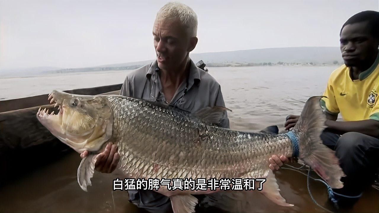 推薦一些適合混養的高端魚種（適合混養的高端魚種推薦）