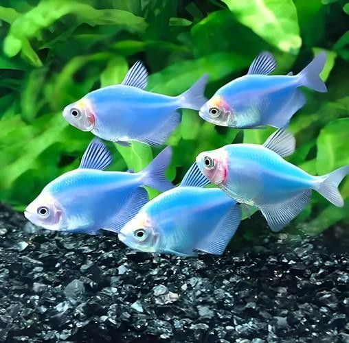 推薦一些適合混養的高端魚種（適合混養的高端魚種推薦）