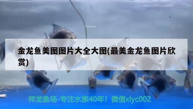 底濾魚缸過濾材料哪種好一點(魚缸底濾用什么濾材比較好)