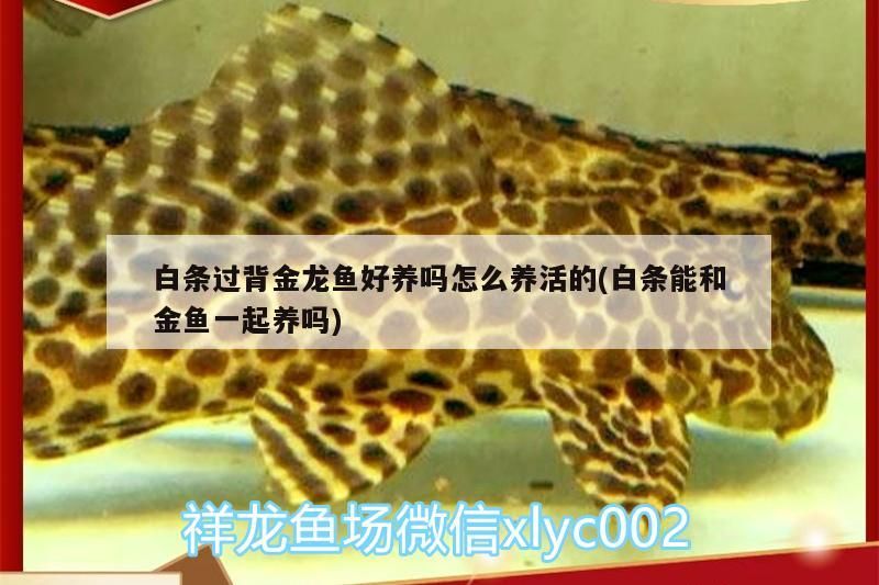 白條過(guò)背金龍魚好養(yǎng)嗎怎么養(yǎng)活的(白條能和金魚一起養(yǎng)嗎)（白條過(guò)背金龍魚好養(yǎng)嗎） 白條過(guò)背金龍魚好養(yǎng)嗎怎么養(yǎng)活的(白條能和金魚一起養(yǎng)嗎)（白條過(guò)背金龍魚好養(yǎng)嗎） 觀賞魚百科