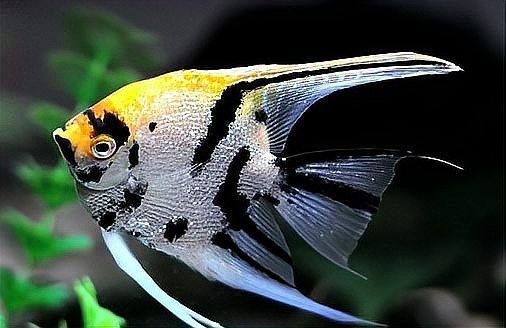 哪些魚適合與神仙魚混養？（七彩神仙魚可以和哪些魚混養哪些魚混養成功的關鍵條件） 哪些魚適合與神仙魚混養？（七彩神仙魚可以和哪些魚混養哪些魚混養成功的關鍵條件） 龍魚百科 第7張