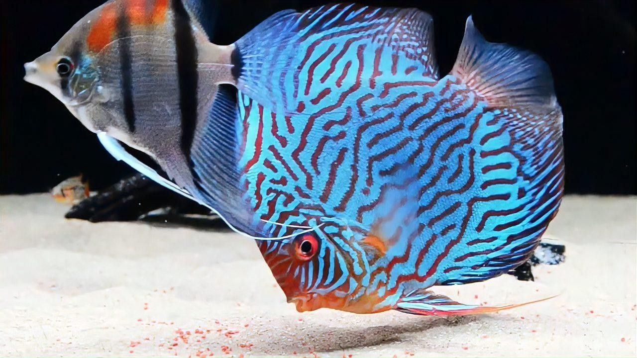 哪些魚適合與神仙魚混養？（七彩神仙魚可以和哪些魚混養哪些魚混養成功的關鍵條件） 哪些魚適合與神仙魚混養？（七彩神仙魚可以和哪些魚混養哪些魚混養成功的關鍵條件） 龍魚百科 第1張