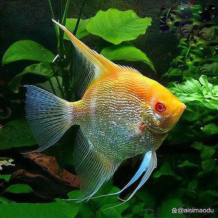 哪些魚適合與神仙魚混養？（七彩神仙魚可以和哪些魚混養哪些魚混養成功的關鍵條件） 哪些魚適合與神仙魚混養？（七彩神仙魚可以和哪些魚混養哪些魚混養成功的關鍵條件） 龍魚百科 第6張