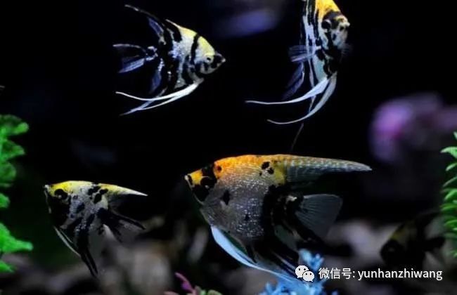 哪些魚適合與神仙魚混養？（七彩神仙魚可以和哪些魚混養哪些魚混養成功的關鍵條件） 哪些魚適合與神仙魚混養？（七彩神仙魚可以和哪些魚混養哪些魚混養成功的關鍵條件） 龍魚百科 第8張