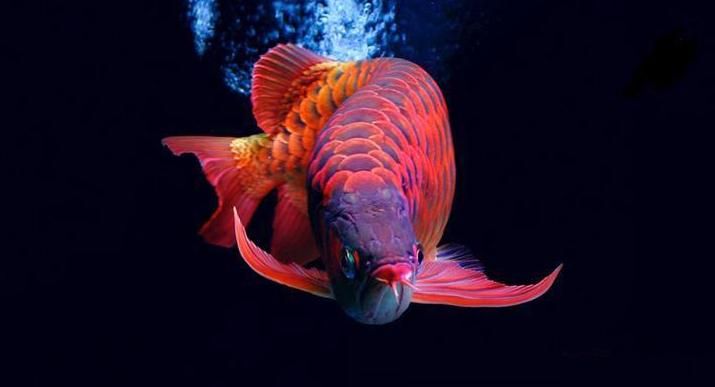 紅龍魚(yú)什么品種最好及排名（紅龍魚(yú)品種排名前十名，） 紅龍魚(yú)什么品種最好及排名（紅龍魚(yú)品種排名前十名，） 觀賞魚(yú)百科