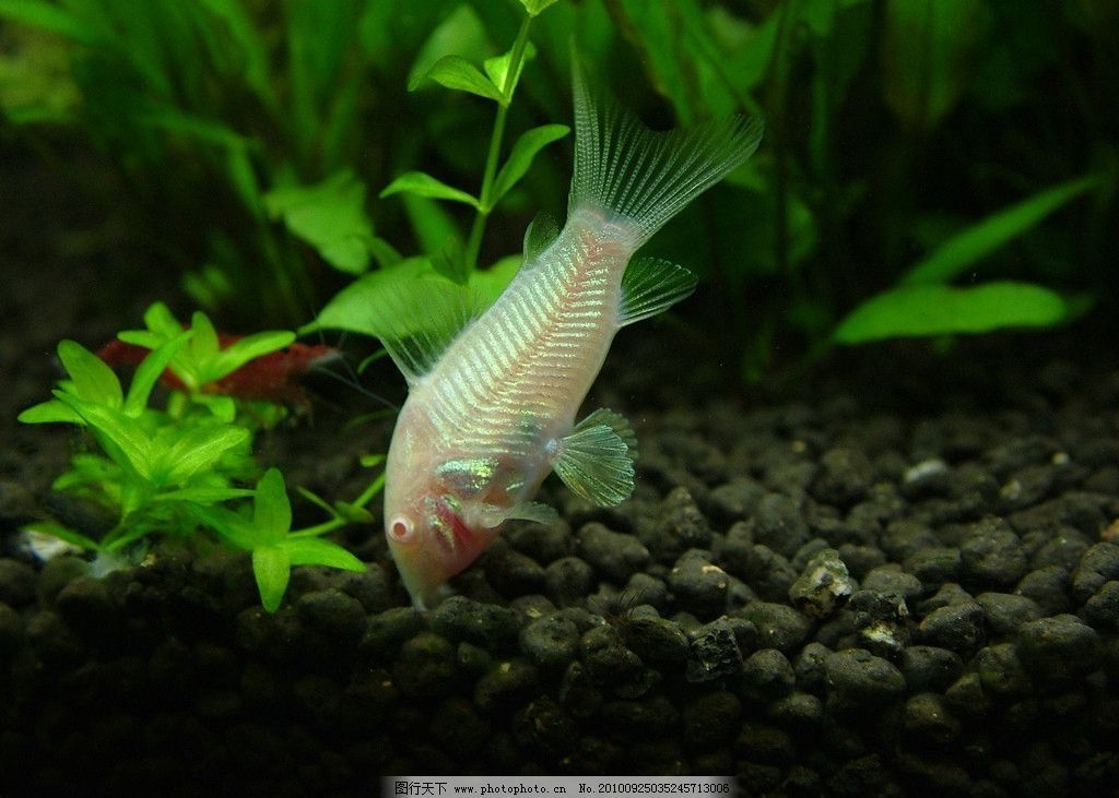 白色熱帶觀賞魚（白色熱帶觀賞魚有哪些種類及其特性）