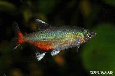 白色熱帶觀賞魚（白色熱帶觀賞魚有哪些種類及其特性）