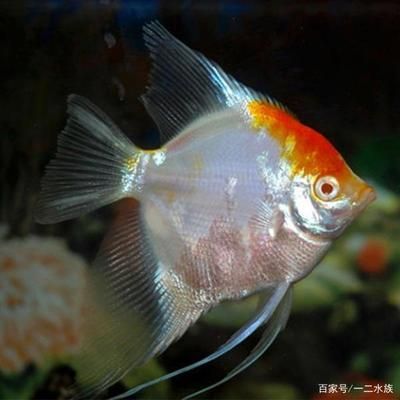 白色熱帶觀賞魚（白色熱帶觀賞魚有哪些種類及其特性）