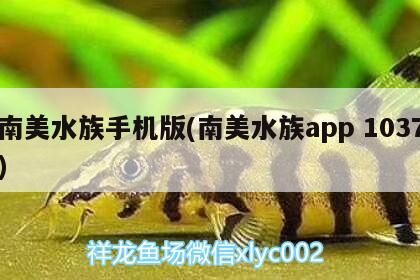 龍魚 南美水族手機(jī)版(南美水族app1037)(南美水族手機(jī)版) 觀賞魚百科 南美水族手機(jī)版(南美水族app1037)(南美水族手機(jī)版) 南美水族手機(jī)版(南美水族app1037)(南美水族手機(jī)版) 觀賞魚百科
