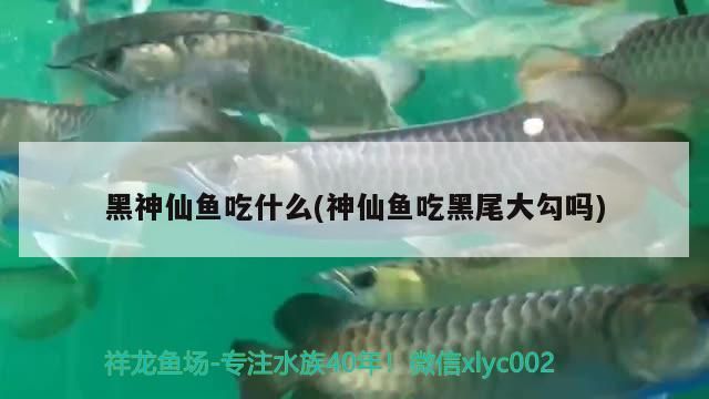 黑神仙魚吃什么(神仙魚吃黑尾大勾嗎)（神仙魚吃什么）