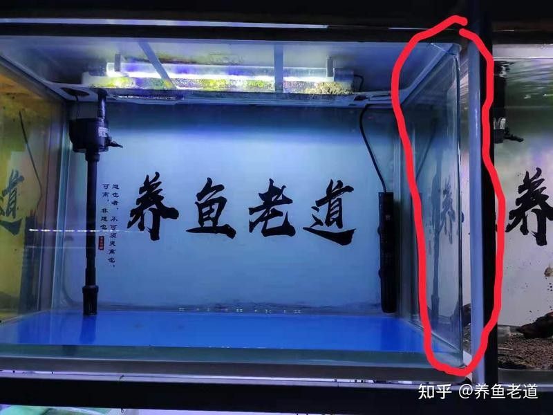發財魚和龍魚的最佳混養比例（發財魚和龍魚混養的注意事項） 發財魚和龍魚的最佳混養比例（發財魚和龍魚混養的注意事項） 龍魚百科 第8張