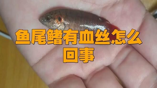 如何預防龍魚尾鰭充血？（錦鯉魚縮鰭尾巴充血咋辦告訴你一個養錦鯉魚的秘籍） 如何預防龍魚尾鰭充血？（錦鯉魚縮鰭尾巴充血咋辦告訴你一個養錦鯉魚的秘籍） 龍魚百科 第8張