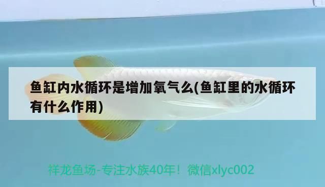 魚缸內水循環是增加氧氣么(魚缸里的水循環有什么作用)