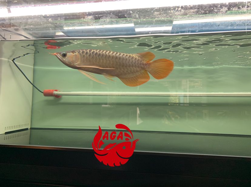 精神小伙是想來(lái)根華子嗎（“精神小伙”是想來(lái)根華子嗎最近一直用布蒙著魚(yú)缸丟在角落恢復(fù)狀態(tài)）