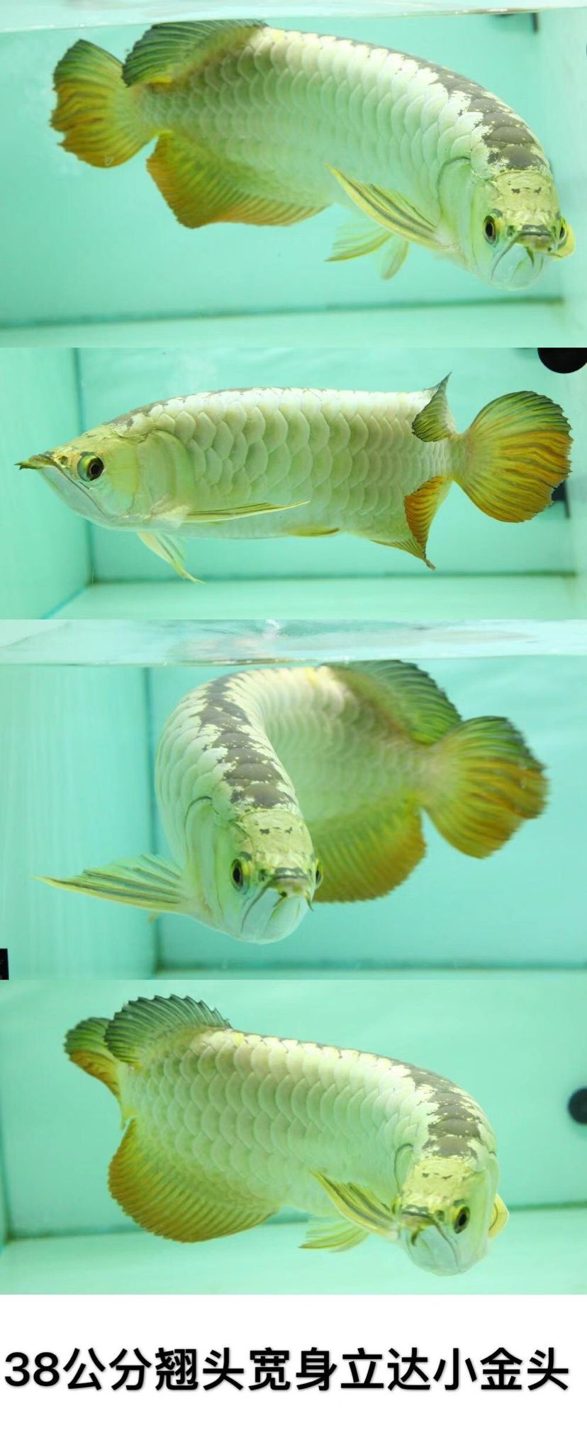 龍魚的血統(tǒng)證書有哪些?,魚的血統(tǒng)證書是什么? 龍魚百科 第2張 龍魚的血統(tǒng)證書有哪些?,魚的血統(tǒng)證書是什么? 龍魚的血統(tǒng)證書有哪些?,魚的血統(tǒng)證書是什么? 龍魚百科 第2張