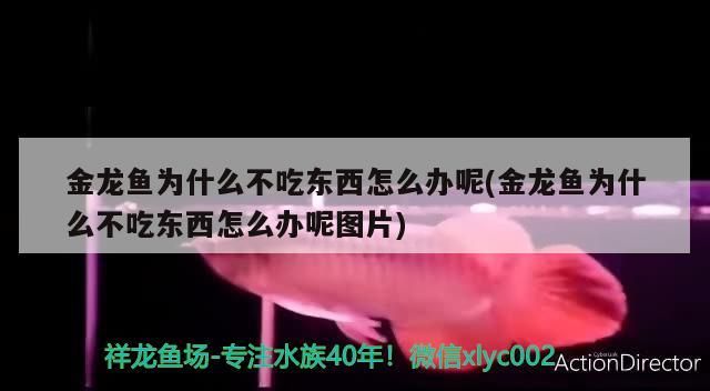 金龍魚為什么不吃東西怎么辦呢(金龍魚為什么不吃東西怎么辦呢圖片)（金龍魚不吃東西怎么辦） 金龍魚為什么不吃東西怎么辦呢(金龍魚為什么不吃東西怎么辦呢圖片)（金龍魚不吃東西怎么辦） 觀賞魚百科