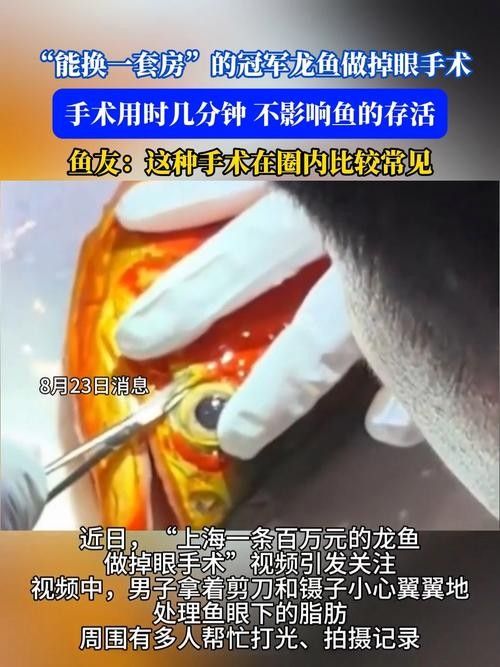哪些麻藥適合龍魚？（給龍魚“整容”是什么體驗）