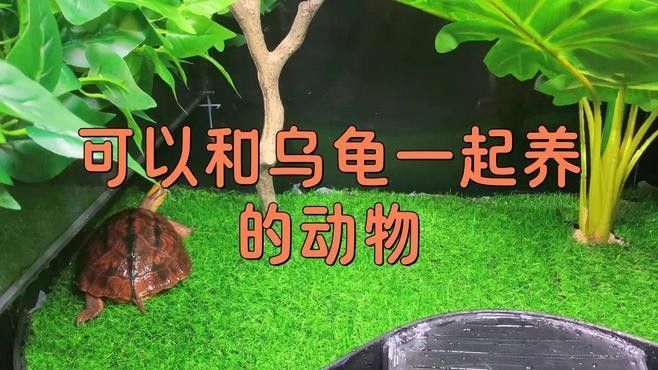 哪些動物適合混養(yǎng)？