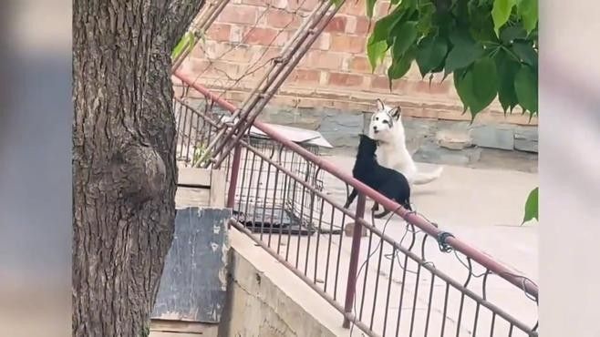 哪些動物適合混養(yǎng)？