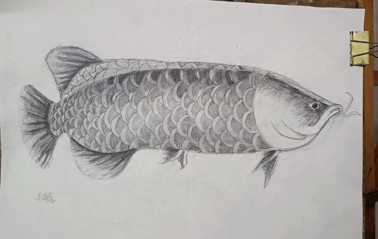 給我一張金龍魚素描圖片參考 給我一張金龍魚素描圖片參考 龍魚百科 第2張