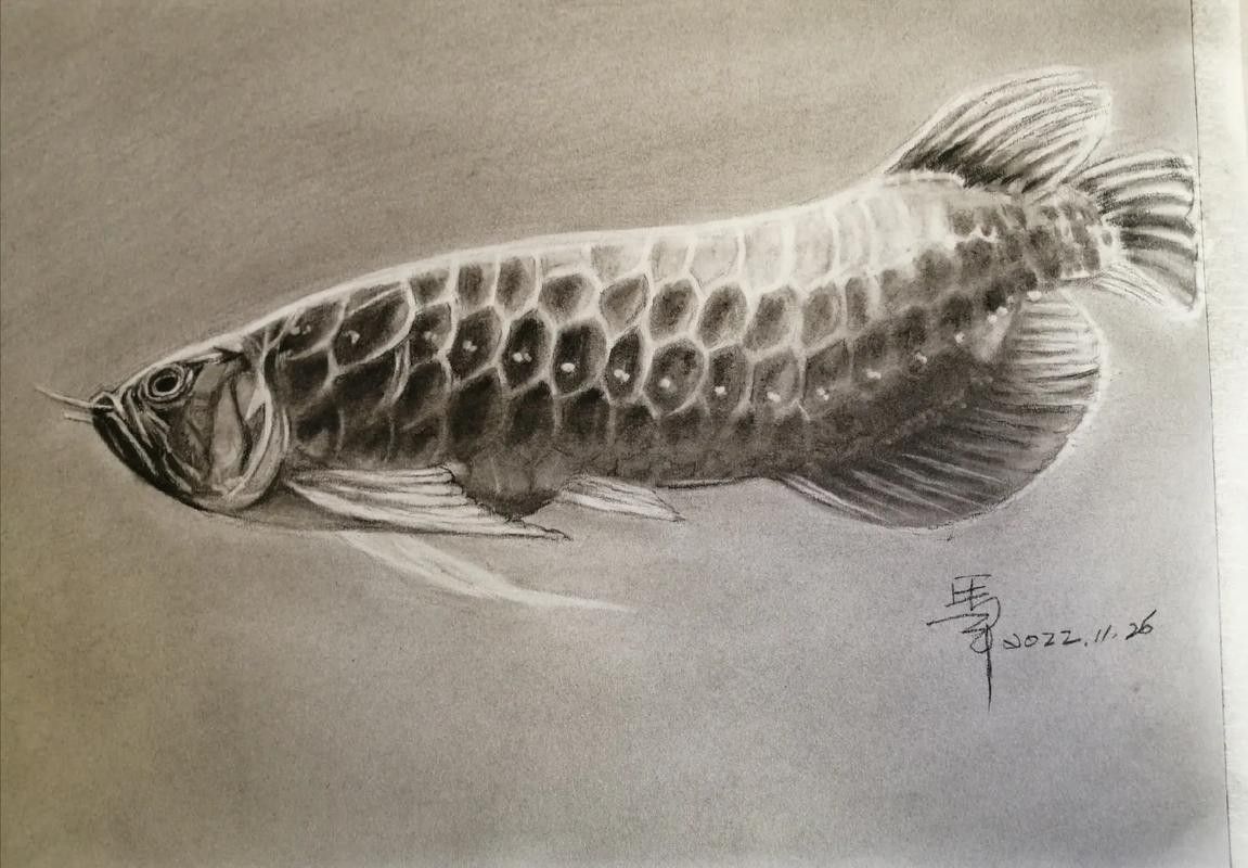 給我一張金龍魚素描圖片參考 給我一張金龍魚素描圖片參考 龍魚百科 第8張