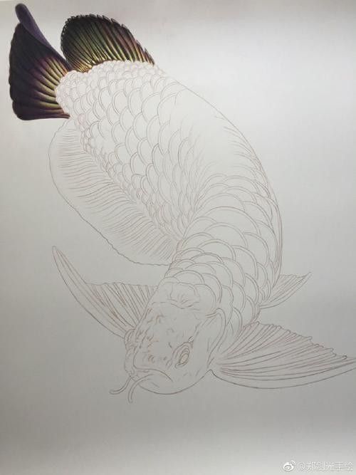 給我一張金龍魚素描圖片參考 給我一張金龍魚素描圖片參考 龍魚百科 第17張