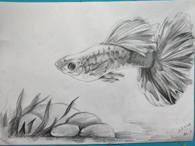 給我一張金龍魚素描圖片參考 給我一張金龍魚素描圖片參考 龍魚百科 第20張