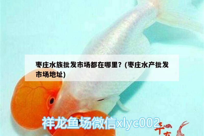 棗莊水族批發市場都在哪里？(棗莊水產批發市場地址)