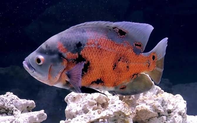 飛鳳魚和哪些魚混養最佳？