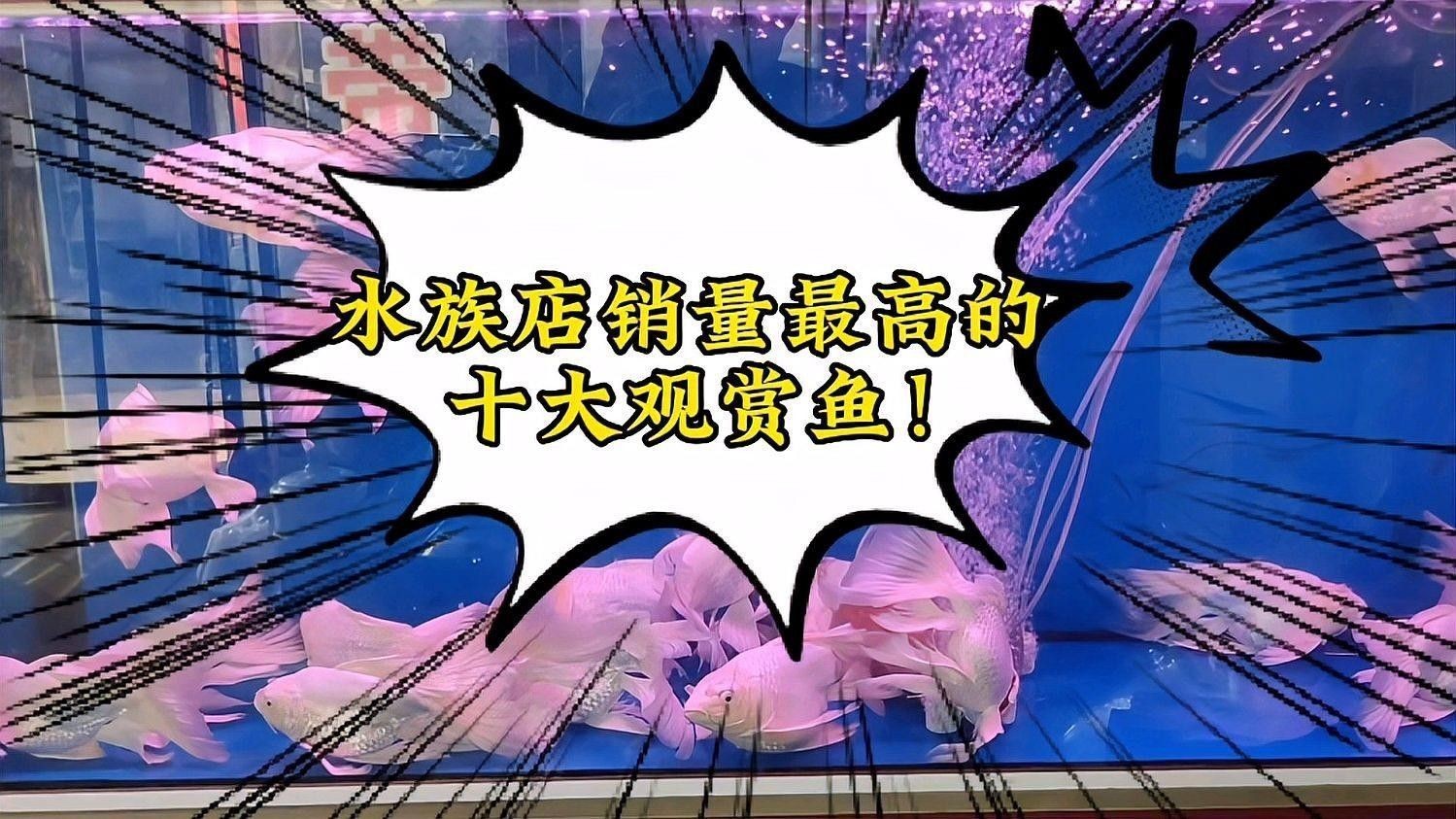 蝴蝶鯉和龍魚哪個(gè)更受歡迎