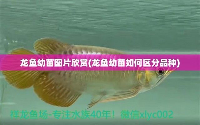 我的虎魚真菌感染了要怎么處理 龍魚發病有哪幾種類型的癥狀(龍魚發病有哪幾種類型的癥狀圖片) 觀賞魚百科 龍魚發病有哪幾種類型的癥狀(龍魚發病有哪幾種類型的癥狀圖片) 龍魚發病有哪幾種類型的癥狀(龍魚發病有哪幾種類型的癥狀圖片) 觀賞魚百科