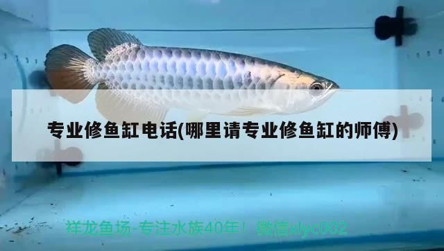 彩蝶魚缸哪款最好養(彩蝶魚缸哪款最好養魚)