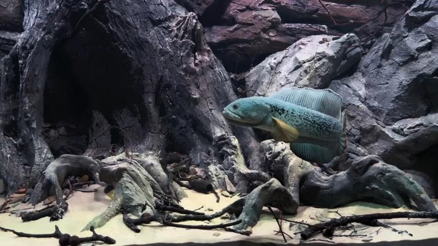 巴卡雷龍魚需要多大的魚缸