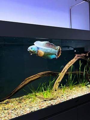 巴卡雷龍魚需要多大的魚缸