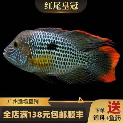 觀賞魚中大型魚（中大型觀賞魚）