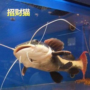 觀賞魚中大型魚（中大型觀賞魚）