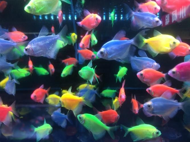 有哪些適合新手的熱帶魚 有哪些適合新手的熱帶魚 龍魚百科 第7張