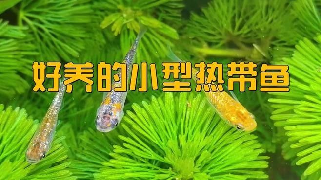 有哪些適合新手的熱帶魚 有哪些適合新手的熱帶魚 龍魚百科 第8張