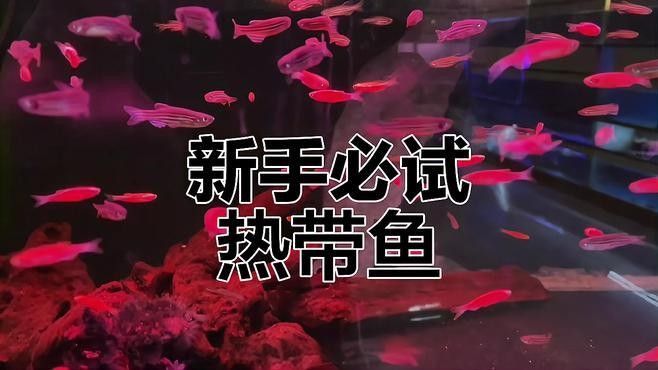 有哪些適合新手的熱帶魚 有哪些適合新手的熱帶魚 龍魚百科 第9張