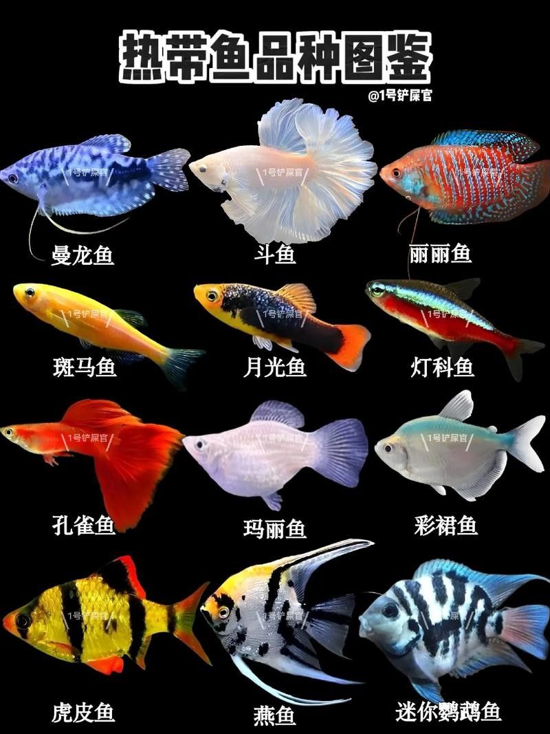 有哪些適合新手的熱帶魚 有哪些適合新手的熱帶魚 龍魚百科 第11張