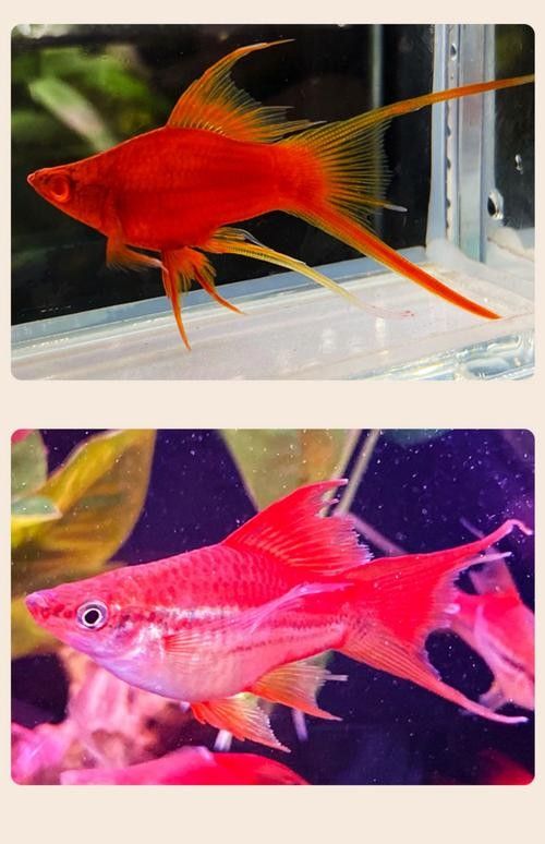 有哪些適合新手的熱帶魚 有哪些適合新手的熱帶魚 龍魚百科 第12張
