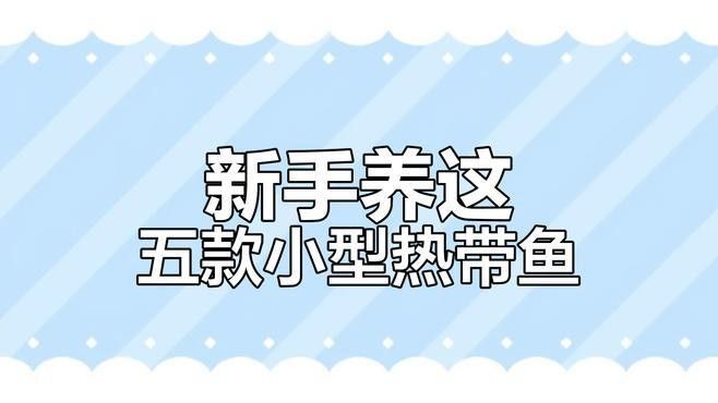 有哪些適合新手的熱帶魚 有哪些適合新手的熱帶魚 龍魚百科 第1張
