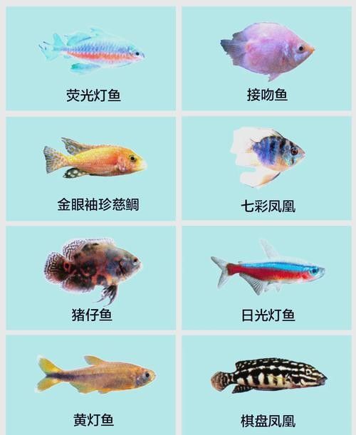 有哪些適合新手的熱帶魚 有哪些適合新手的熱帶魚 龍魚百科 第4張