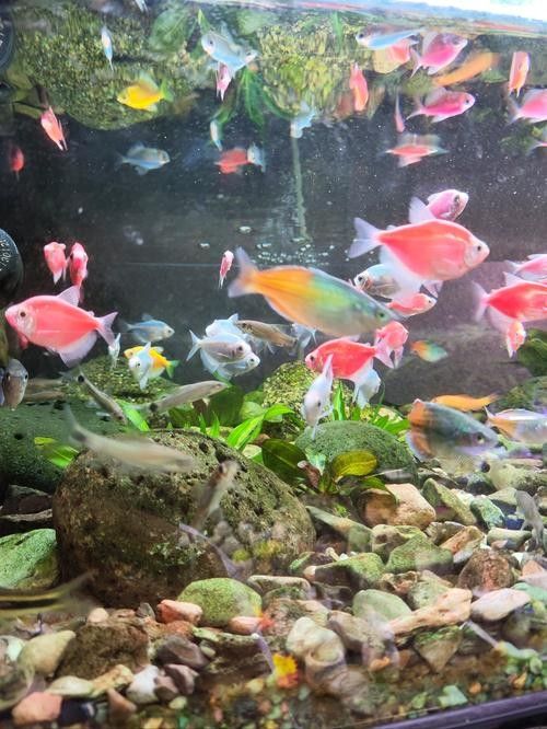有哪些適合新手的熱帶魚 有哪些適合新手的熱帶魚 龍魚百科 第6張