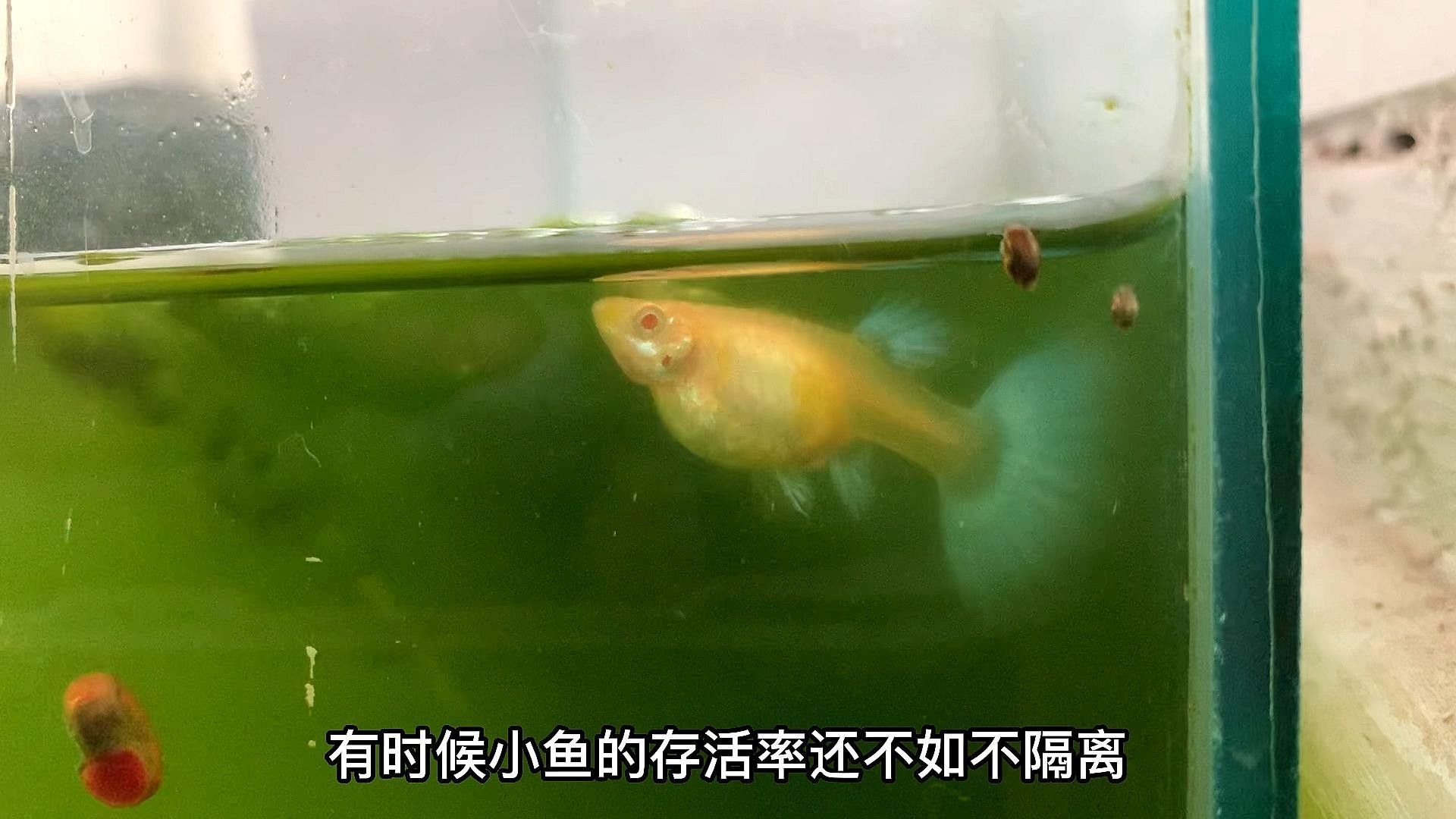 如何設置隔離觀察粗線魚和龍魚