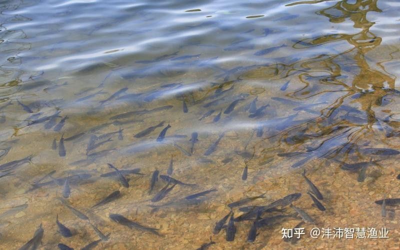 如何選擇可靠的魚苗運(yùn)輸代理？（如何挑選可靠的魚苗運(yùn)輸代理？） 如何選擇可靠的魚苗運(yùn)輸代理？（如何挑選可靠的魚苗運(yùn)輸代理？） 龍魚百科 第2張